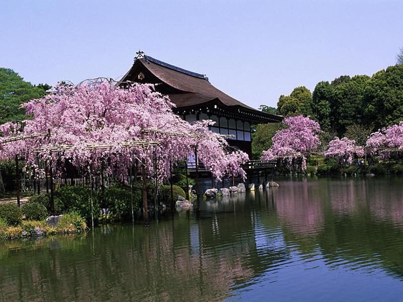 Japan_8 (Kirschblüte)
